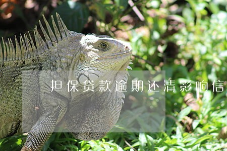 担保贷款逾期还清影响信用 担保贷款逾期还清影响信用