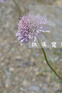 担保贷款逾期银行会提醒吗 担保贷款逾期银行会提醒吗