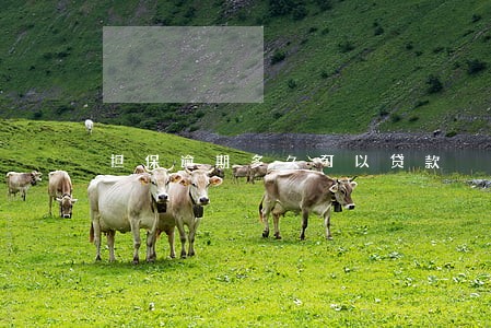 担保逾期多久可以贷款 担保逾期多久可以贷款