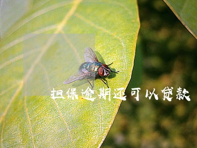 担保逾期还可以贷款 担保逾期还可以贷款