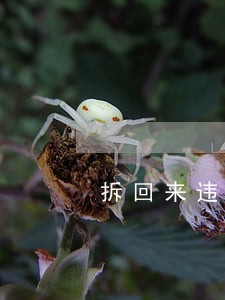 拆回来违法吗 拆回来违法吗