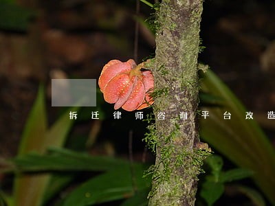 拆迁律师咨询平台改造