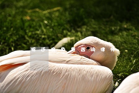 拆迁房免费咨询律师 拆迁房免费咨询律师