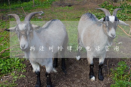 拆迁纠纷律师电话咨询 拆迁纠纷律师电话咨询
