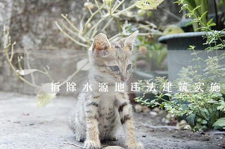 拆除水源地违法建筑实施方案 拆除水源地违法建筑实施方案