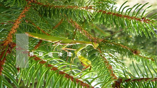 拆除违法建设486处 拆除违法建设486处