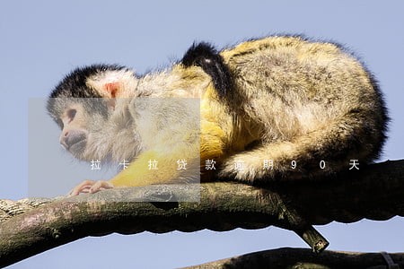 拉卡拉贷款逾期90天 拉卡拉贷款逾期90天