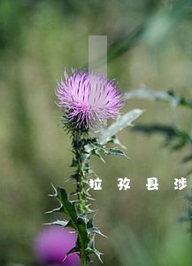 拉孜县涉外刑事律师 拉孜县涉外刑事律师