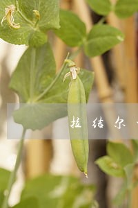 拉结尔平民法师天赋 拉结尔平民法师天赋