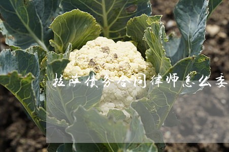 拉萨债务合同律师怎么委托律师 拉萨债务合同律师怎么委托律师