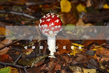 拉萨司法小区租房 拉萨司法小区租房