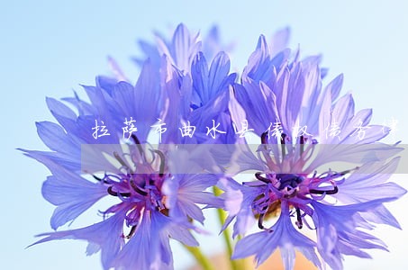 拉萨市曲水县债权债务律师推荐 拉萨市曲水县债权债务律师推荐