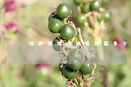 拉萨法律咨询电话是多少 拉萨法律咨询电话是多少