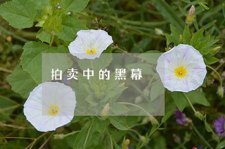 拍卖中的黑幕