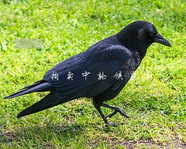 拍卖中轮候查封 拍卖中轮候查封