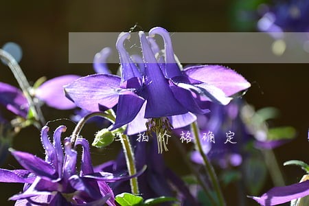 拍卖二拍价格确定 拍卖二拍价格确定