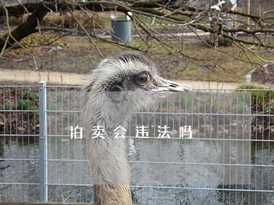 拍卖会违法吗 拍卖会违法吗