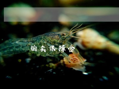 拍卖保障金 拍卖保障金