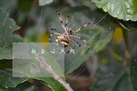 拍卖公共网 拍卖公共网