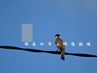 拍卖公司上班违法吗 拍卖公司上班违法吗