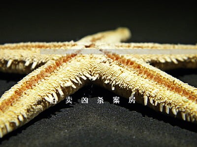 拍卖凶杀案房