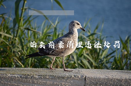 拍卖前要清理违法处罚 拍卖前要清理违法处罚