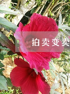 拍卖变卖的公示期规定