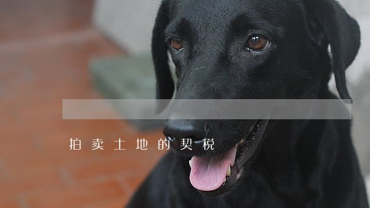 拍卖土地的契税 拍卖土地的契税