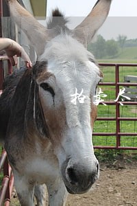 拍卖尽调 拍卖尽调