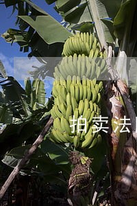 拍卖法院裁定撤销抵押 拍卖法院裁定撤销抵押