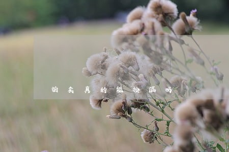 拍卖真的能捡漏吗 拍卖真的能捡漏吗
