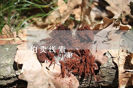 拍卖线索 拍卖线索
