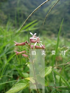 拍卖要付什么费用 拍卖要付什么费用