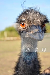 拍卖超长租约