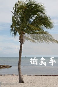 拍卖车怎么询