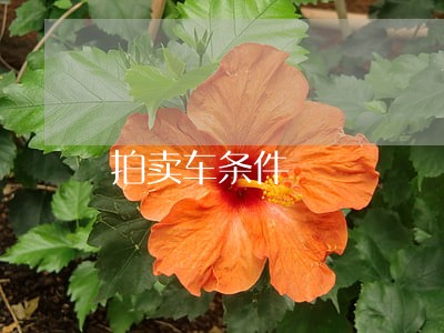 拍卖车条件 拍卖车条件