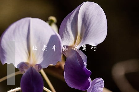 拍卖车能试驾吗 拍卖车能试驾吗