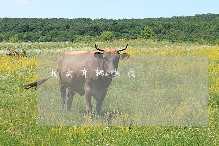 拍卖车辆悔拍 拍卖车辆悔拍