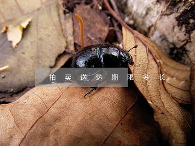 拍卖送达期限多长 拍卖送达期限多长