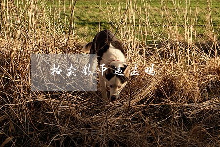 拍卖银币违法吗 拍卖银币违法吗