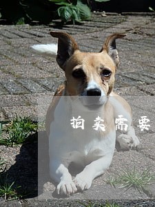 拍卖需要有牌照指标吗 拍卖需要有牌照指标吗