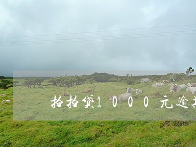 拍拍贷1000元逾期 拍拍贷1000元逾期