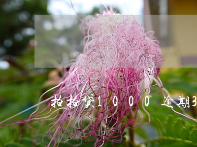 拍拍贷1000逾期30天 拍拍贷1000逾期30天