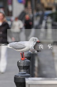 拍拍贷1500逾期多久会被拘留 拍拍贷1500逾期多久会被拘留