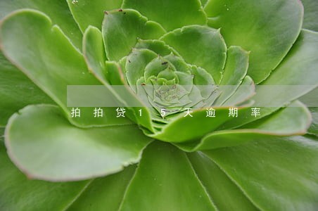 拍拍贷15天逾期率 拍拍贷15天逾期率