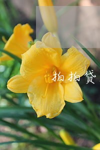 拍拍贷190逾期 拍拍贷190逾期