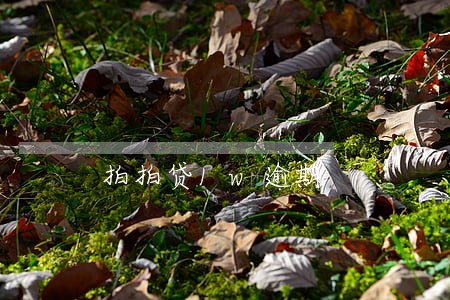 拍拍贷1w逾期 拍拍贷1w逾期