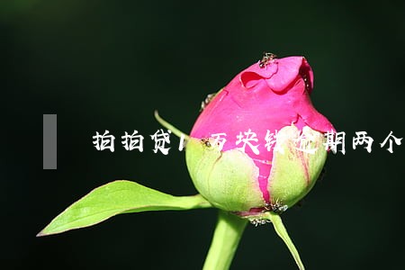 拍拍贷1万块钱逾期两个月 拍拍贷1万块钱逾期两个月