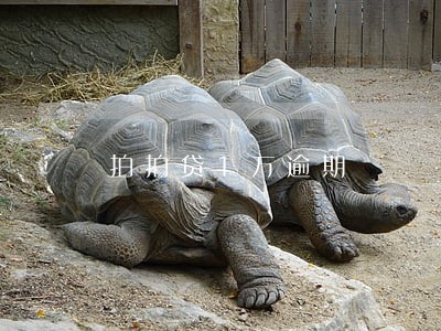 拍拍贷1万逾期