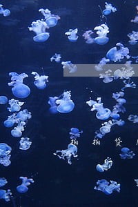 拍拍贷1千多逾期几年了 拍拍贷1千多逾期几年了